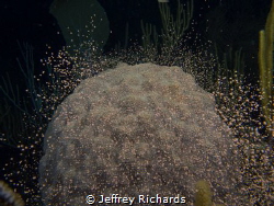 This photo was taken during the coral spawning on Grand C... by Jeffrey Richards 